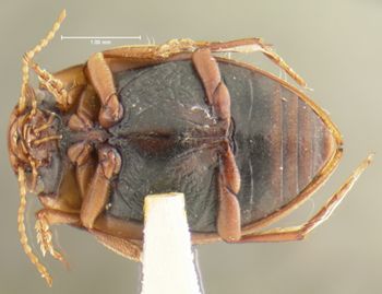 Media type: image;   Entomology 23924 Aspect: habitus ventral view